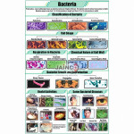 Bacteria Chart
